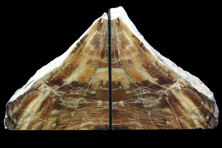 Tall, Petrified (Buckeye) Wood Bookends - Oregon #86221